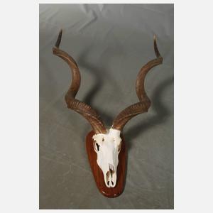 Vier afrikanische Jagdtrophäen