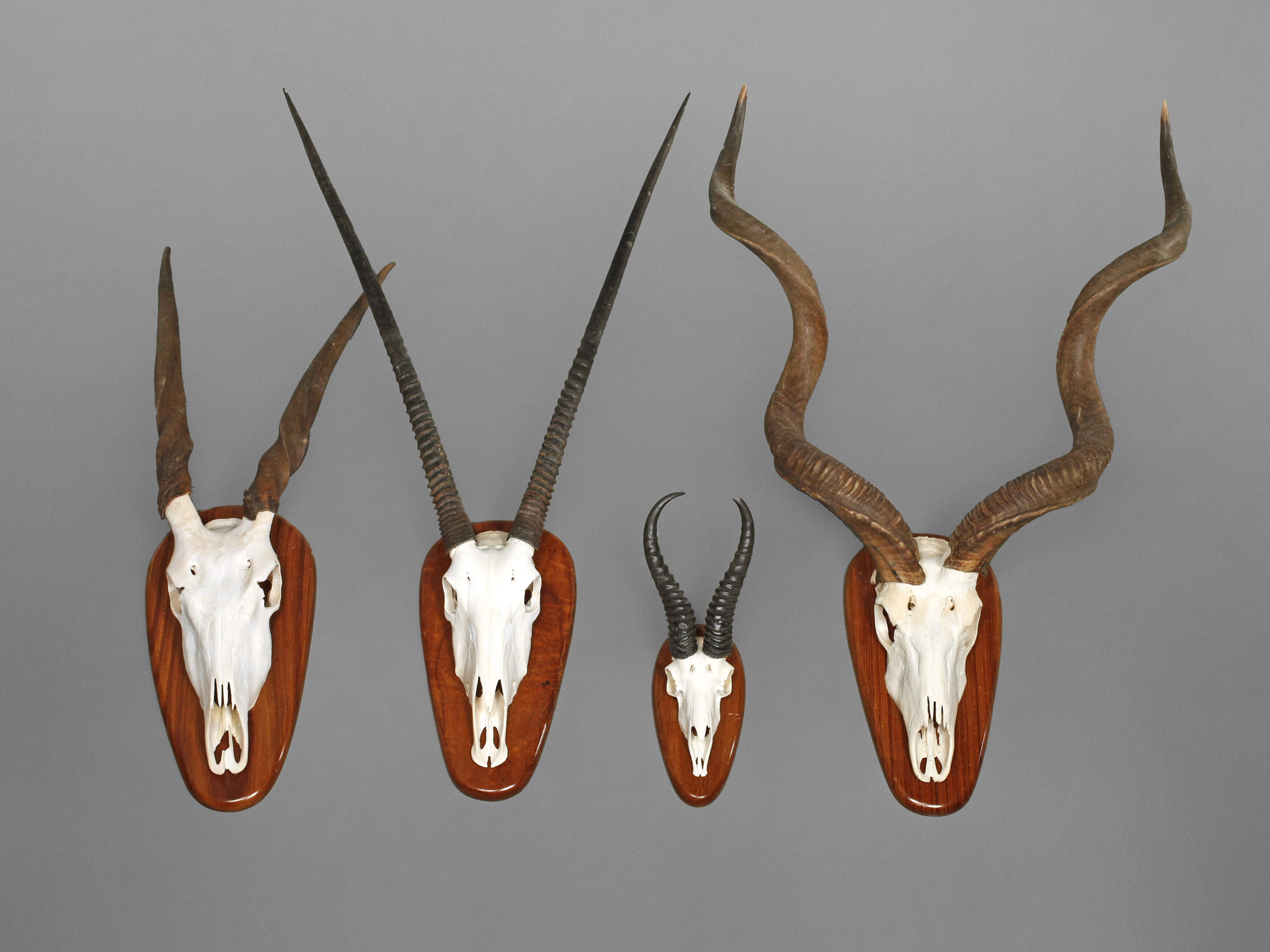 Vier afrikanische Jagdtrophäen