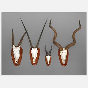 Vier afrikanische Jagdtrophäen