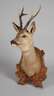 Jagdtrophäe