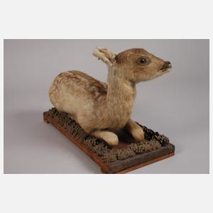 Historisches Tierpräparat