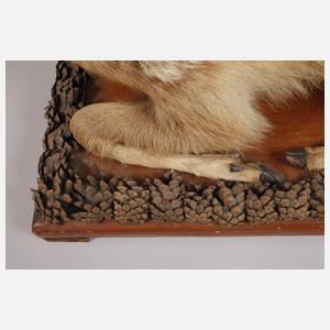 Historisches Tierpräparat