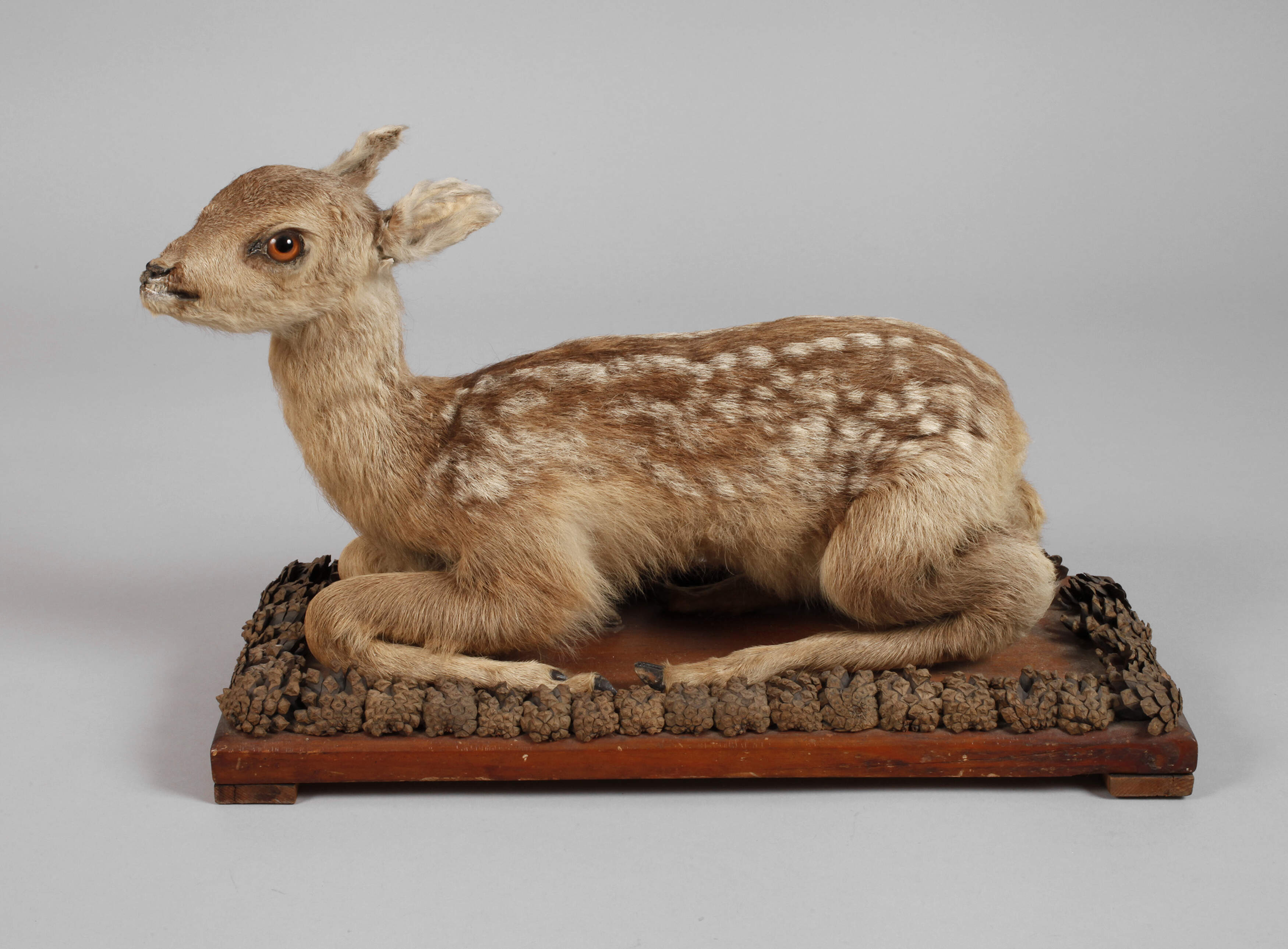 Historisches Tierpräparat