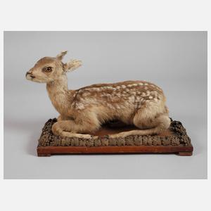 Historisches Tierpräparat