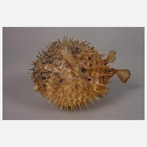 Konvolut Tierpräparate