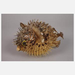 Konvolut Tierpräparate