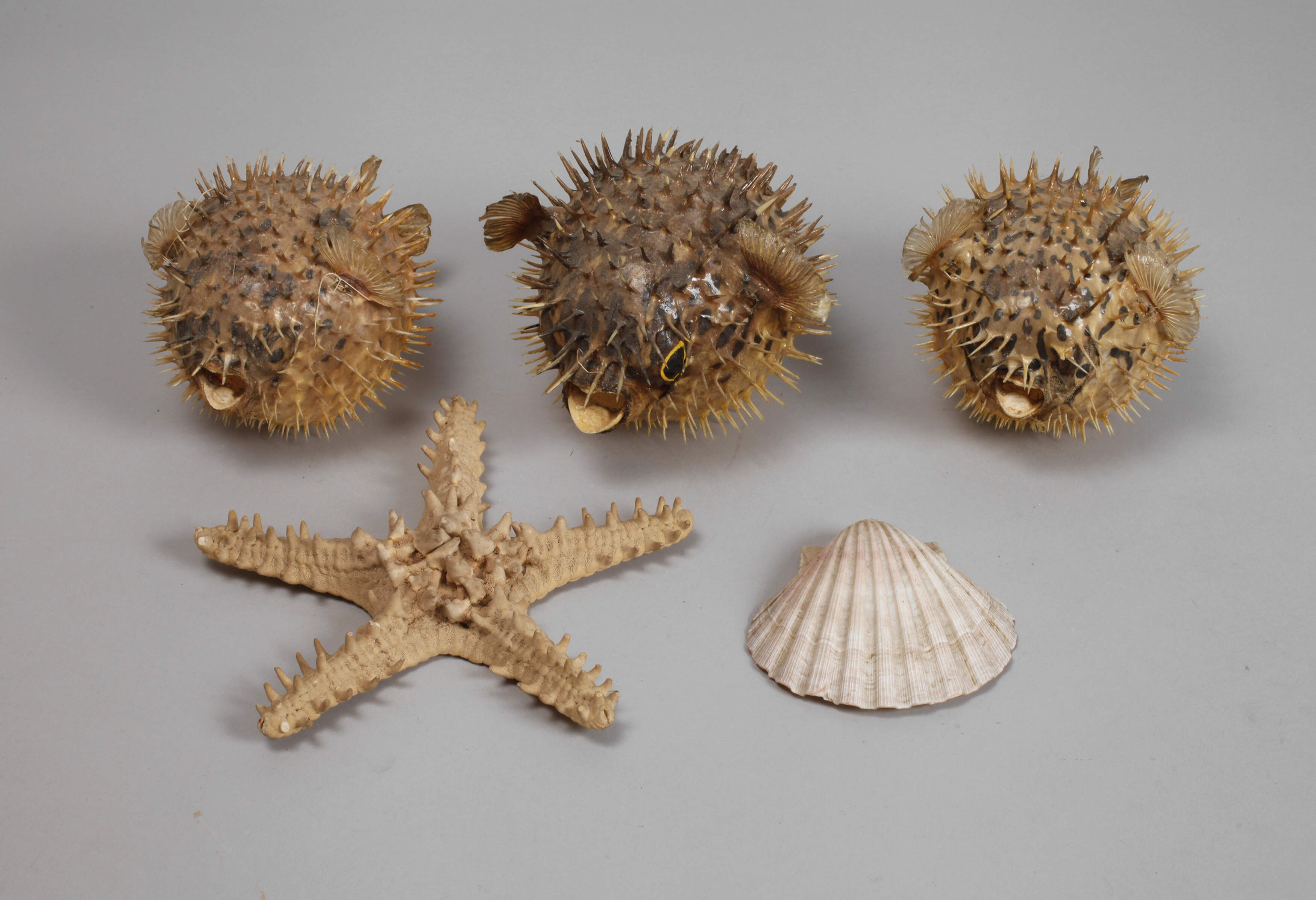 Konvolut Tierpräparate