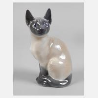 Kopenhagen Siamkatze111