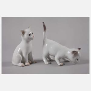 Kopenhagen zwei junge Siamkatzen