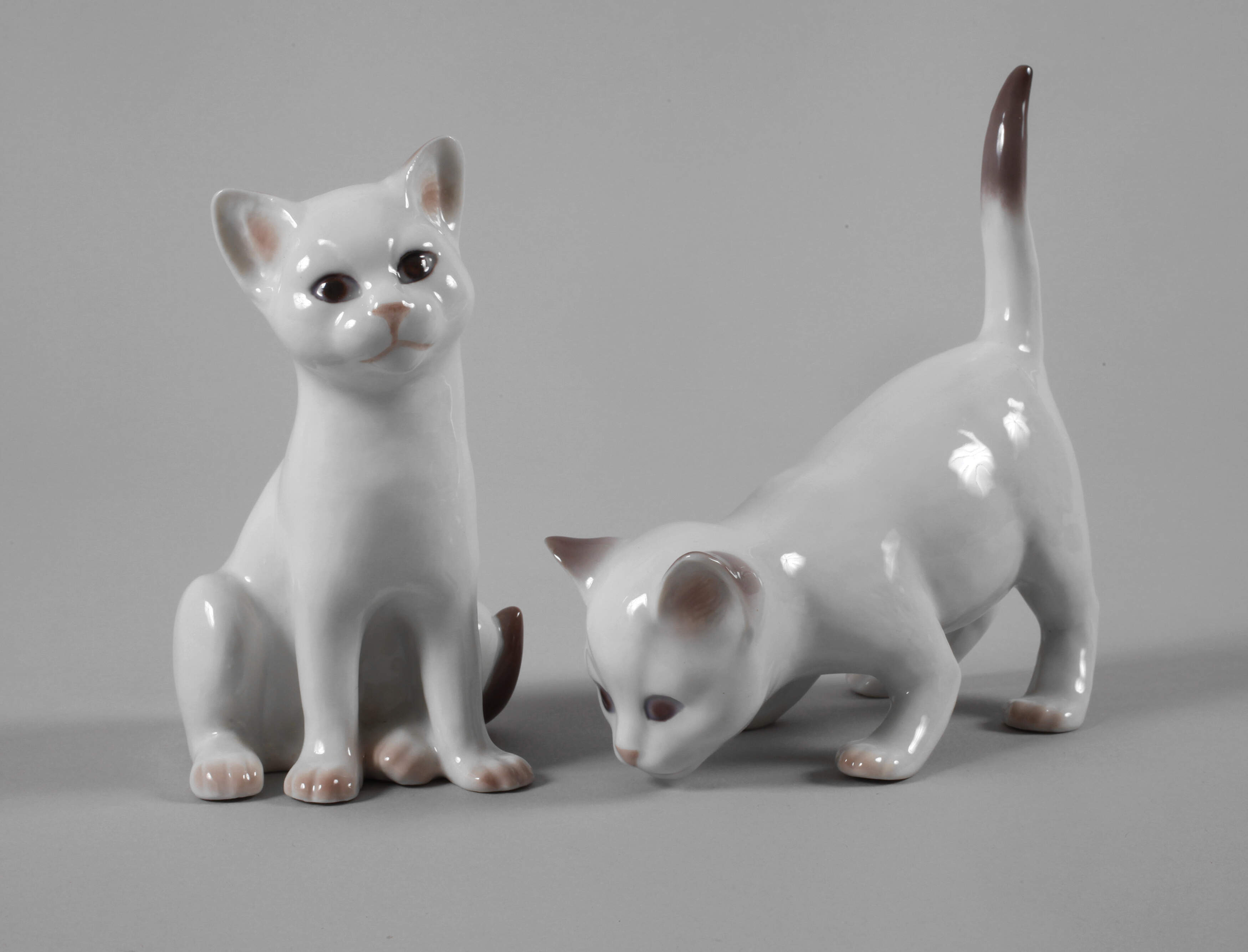 Kopenhagen zwei junge Siamkatzen