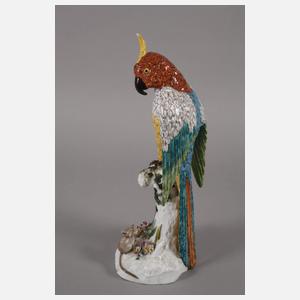 Thüringen Paar große Papageien