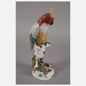 Thüringen Paar große Papageien