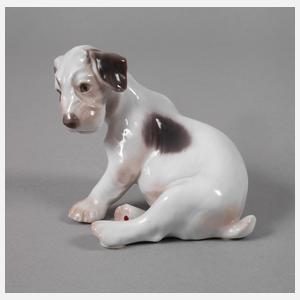 Kopenhagen Foxterrierwelpe