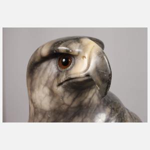 Großer ausschauender Falke