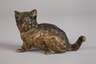 Wiener Bronze Katze