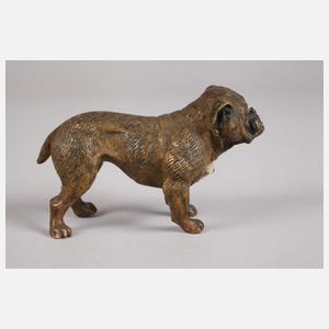 Wiener Bronze Bulldogge