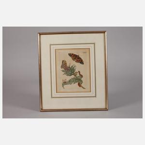 nach Maria Sibylla Merian, Disteln mit Falter