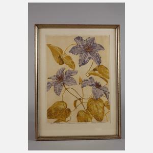 Ernst Rötteken, "Clematis - Prinz Heinrich"