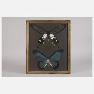 Julius Mittenberger, Studienblatt