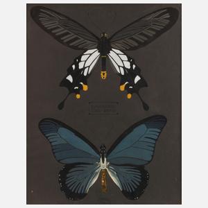 Julius Mittenberger, Studienblatt