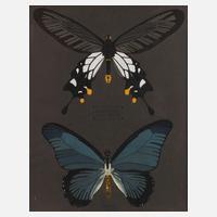 Julius Mittenberger, Studienblatt111