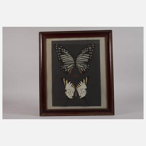 G. Rothhaupt, Falter