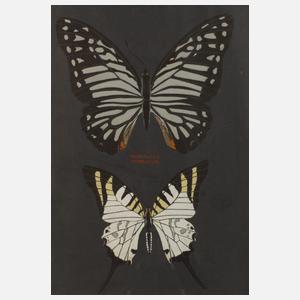 G. Rothhaupt, Falter