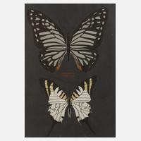 G. Rothhaupt, Falter111