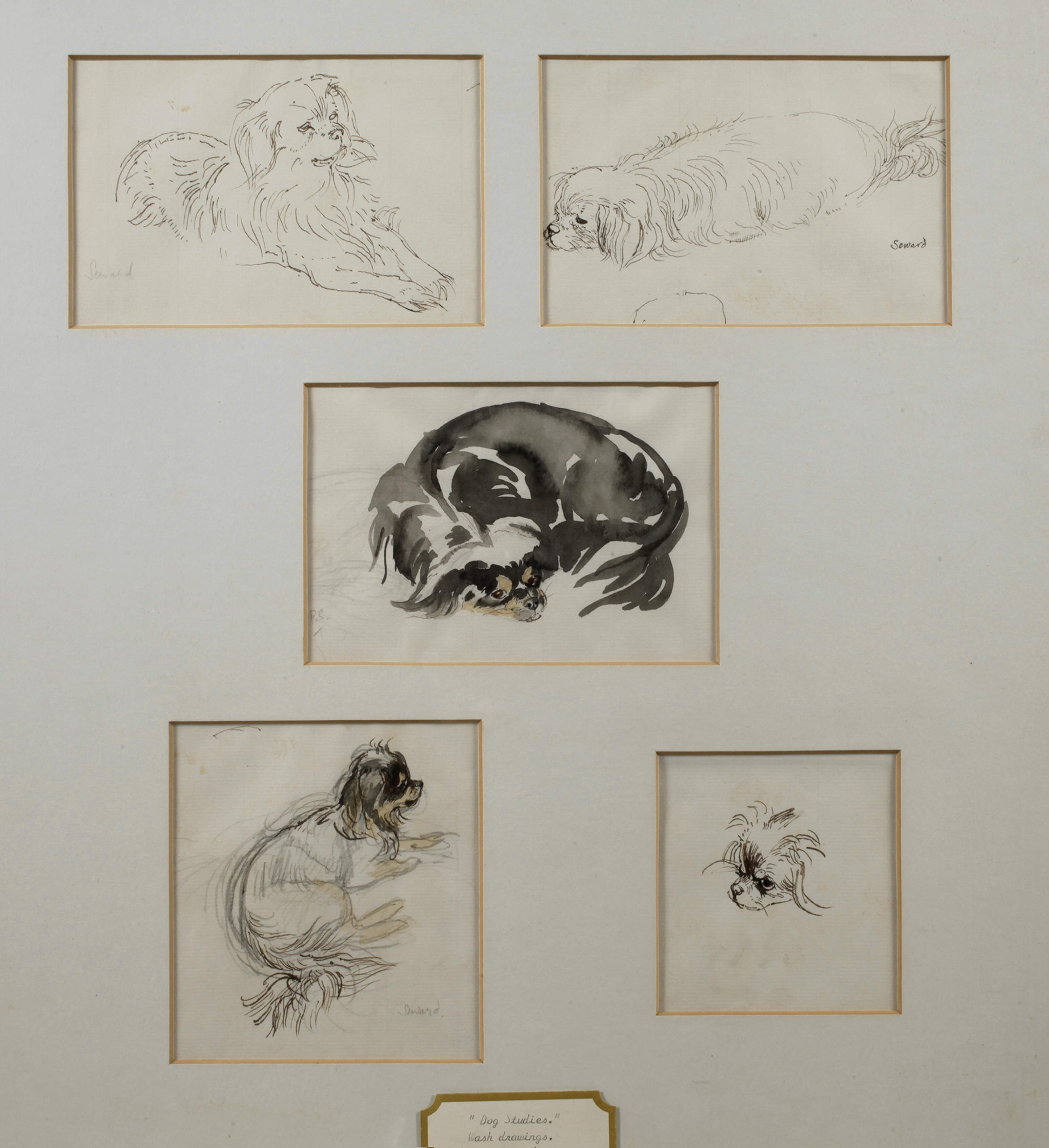 P. Seward, Hundestudien