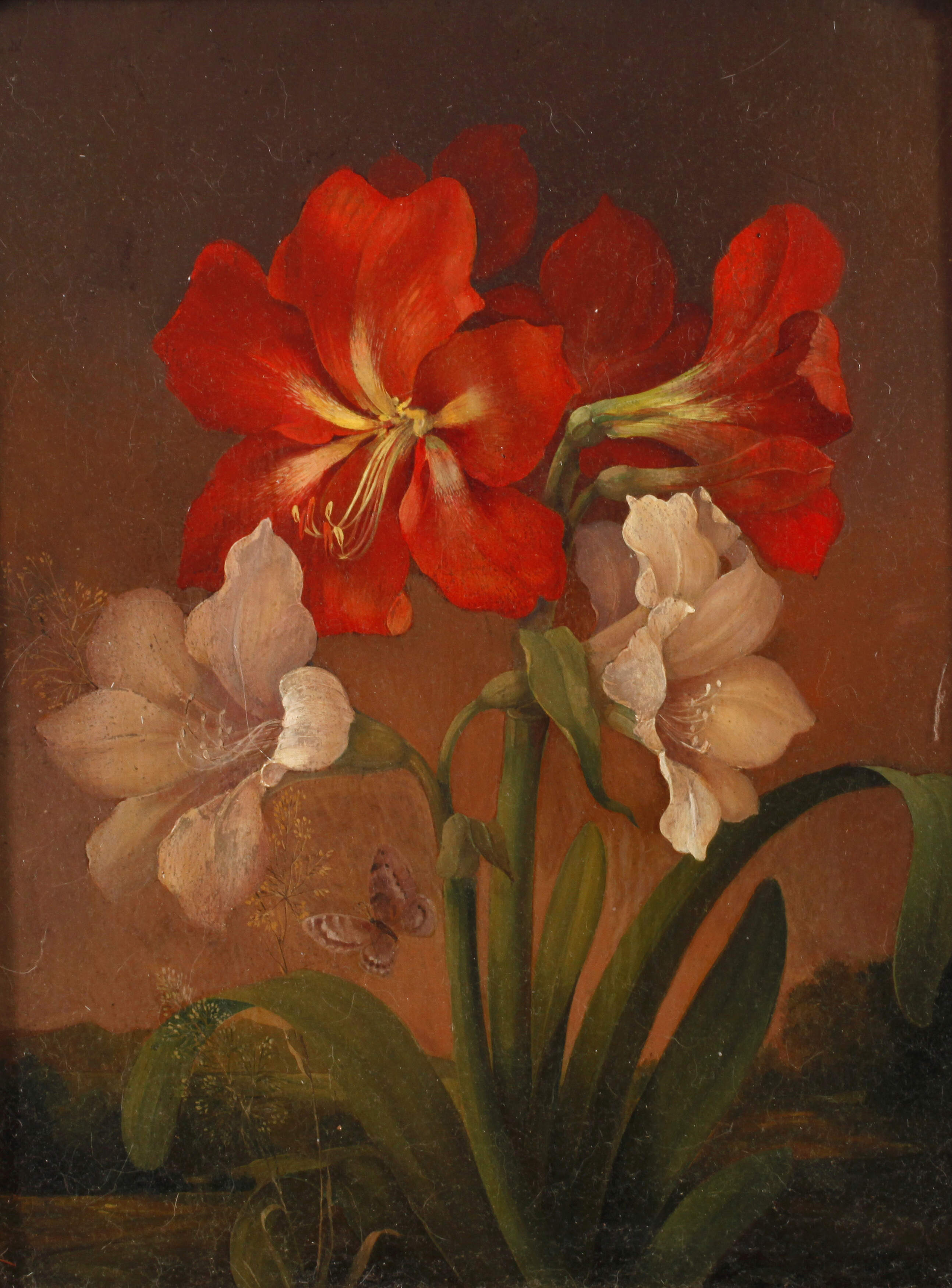 Adolf Kretschmer, Amaryllis