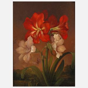 Adolf Kretschmer, Amaryllis