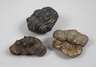 Drei Fossilien