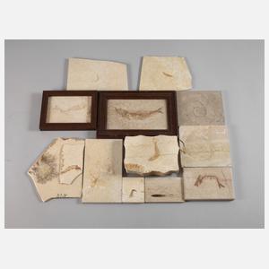 Konvolut Fossilien