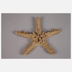 Konvolut Tierpräparate