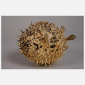 Konvolut Tierpräparate