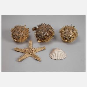 Konvolut Tierpräparate