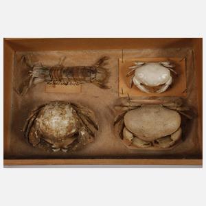 Konvolut Tierpräparate