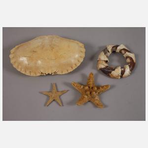 Konvolut Tierpräparate