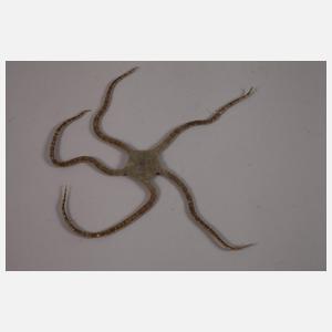 Konvolut Tierpräparate