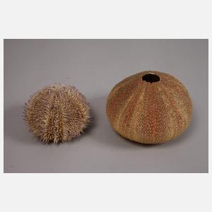 Konvolut Tierpräparate