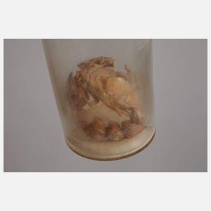 Konvolut Tierpräparate