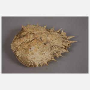 Konvolut Tierpräparate