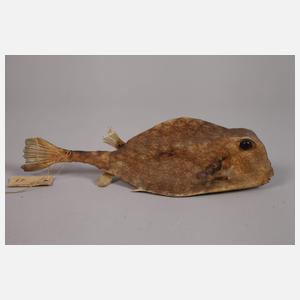 Konvolut Tierpräparate