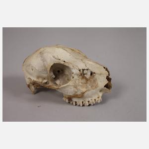 Konvolut Tierpräparate