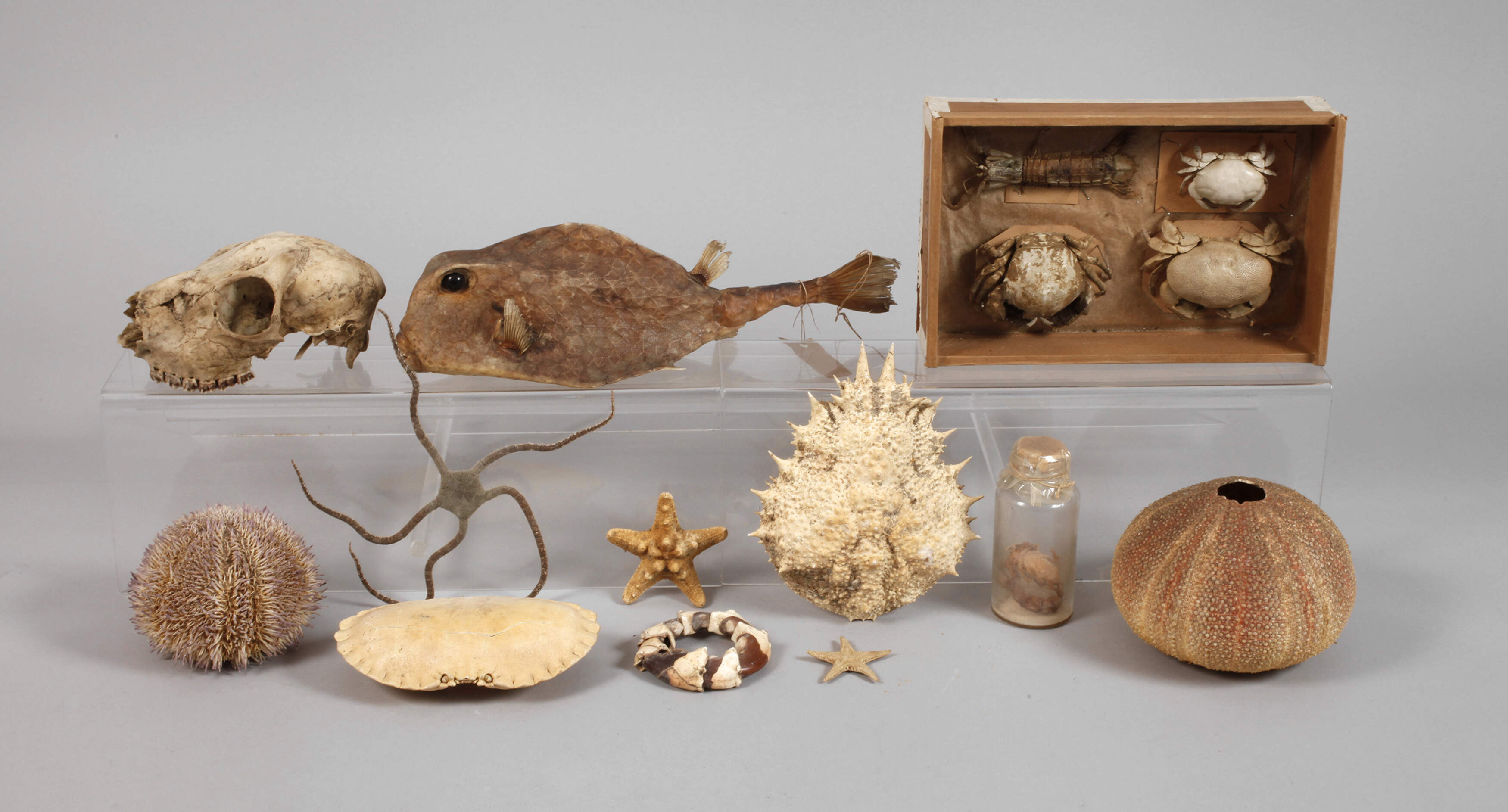 Konvolut Tierpräparate