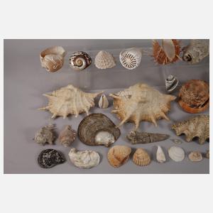 Großes Konvolut Schnecken und Muscheln