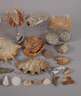 Großes Konvolut Schnecken und Muscheln