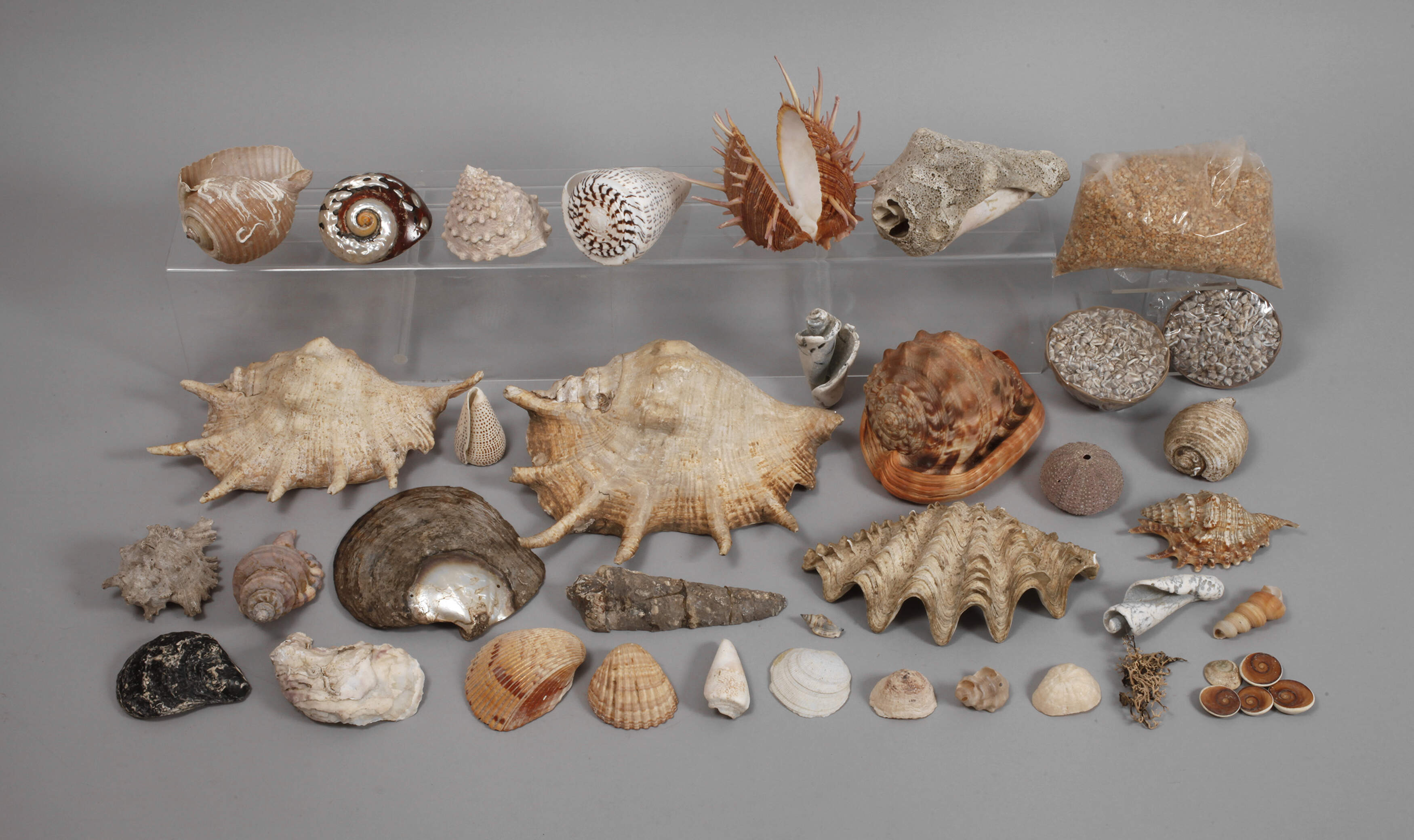 Großes Konvolut Schnecken und Muscheln