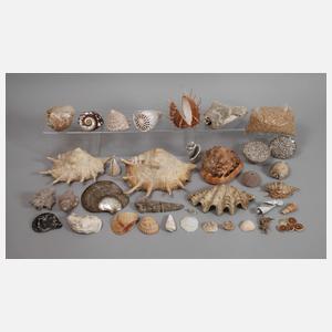 Großes Konvolut Schnecken und Muscheln