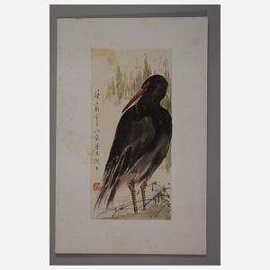 Konvolut Naturstudien